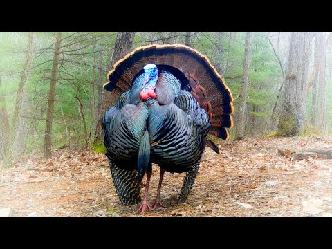 Wild Turkey strut — drumming, spitting, dragging