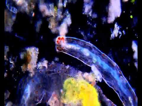 Screaming Life - Worms