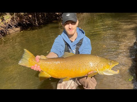 Catching GIANT Brown Trout in a Small Creek! // MY NEW PB!!