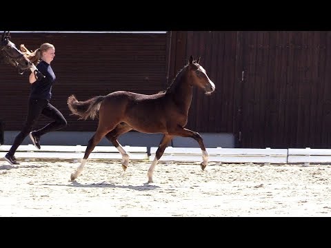 32 – Rosenhofs Davignon, HF von Diamond Touch - La Cros, *22.02.201