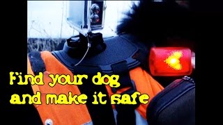 How to make your dog safe on Wild Side