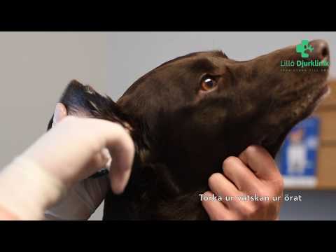 Att rensa öron på hund