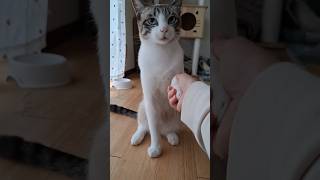 TikTokで話題の花子ファミリー🐾可愛い姿をショート動画でどんどん更新中♡チャンネル登録＆コメントで応援してもらえると嬉しいです🐱#猫#野良猫#保護猫#子育て#日常#癒し#母猫#cat #子ネコ