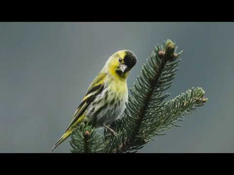 Relaxing Music with Birds Singing | Birds of Spring | Bird Sounds Spectacular | Morning Bird Song