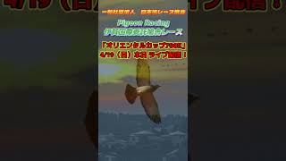 2026年度 伊賀オリエンタルカップ700K　本日ライブ配信！ #レース鳩