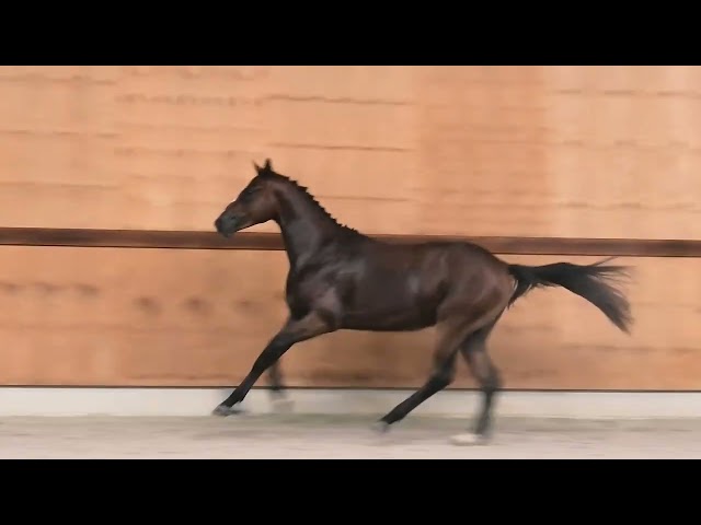 gaits