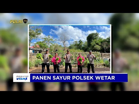 POLSEK WETAR GELAR PANEN SAYUR DORONG KEMANDIRIAN PANGAN