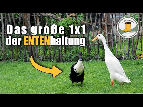 🦆 Laufenten im Hausgarten halten ✨ - das Zusammenleben mit den drolligen Schneckenjägern