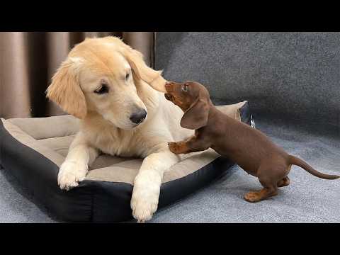YouTube 썸네일