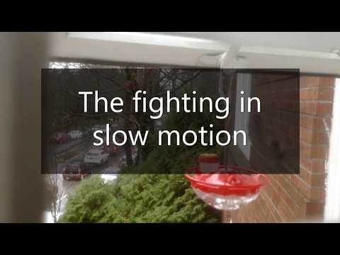 2 Male Hummingbirds Engage In Combat For Feeder!