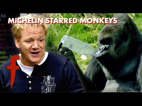 🐵 Gordon Ramsay’s London ZOO VISIT: Revealing How Well Animals Are Fed | The F Word
