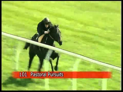 Pastoral Pursuits Colt