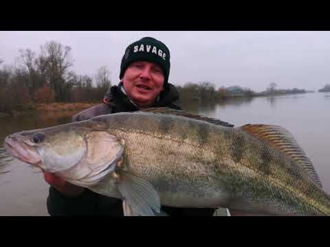 Wędka na sandacze z Wisły 🎣🎣🎣