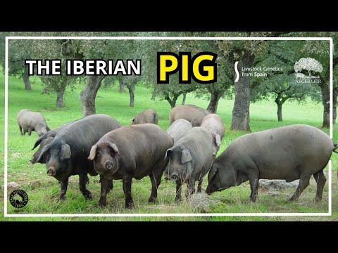 The Iberian Pig - Livestock Genetics from Spain