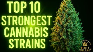The 10 Most Powerful Cannabis Strains Ever . An Educational video 