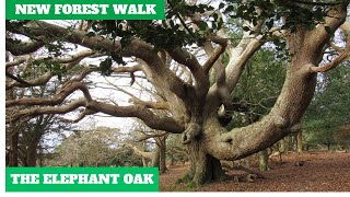 NEW FOREST WALK TO THE ELEPHANT OAK (WITH SPECIAL GUEST, NEW FOREST ARTIST PETER FROST) (4K)