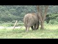 Lonely Blind Elephant Meets A Baby Her Response Is Heartmelting