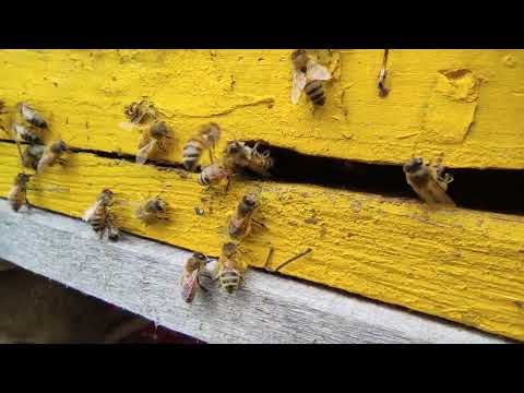 Пчеловодство. Пчёлы понесли усилинно обножку. #пчеловодство #shorts
