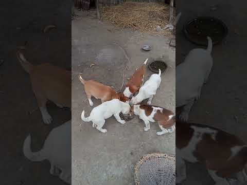 Cute puppy eating time #dog #food #americanbully #youtubeshorts #pets #doglover