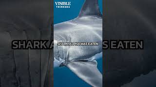 Download lagu We Know What Ate The 9 Foot Great White Shark In 2003 #shorts mp3 Download lagu We Know What Ate The 9 Foot Great White Shark In 2003 #shorts mp3