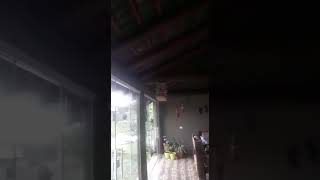 CURIO  Palestino- Galador