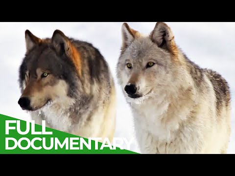 The Revival of the Hayden Valley Pack