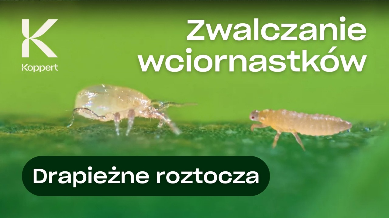 Video preview poster