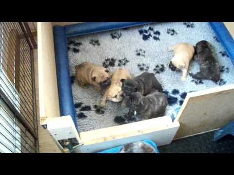 Bullys vom Forsthaus C-Wurf