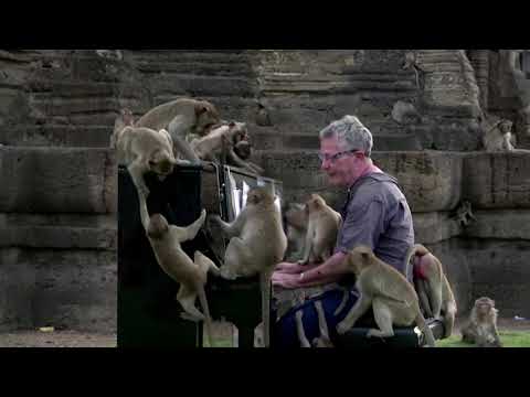 イギリス人ピアニストのベルベットのような音色がタイの空腹のサルを癒す (British pianist's velvety tones soothe Thailand's hungry monkeys)