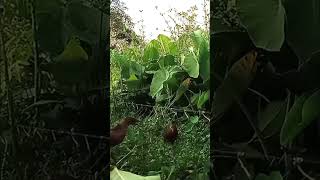 Download lagu tikusan merah mudah di ambil #burung #pikat #mp3 mp3