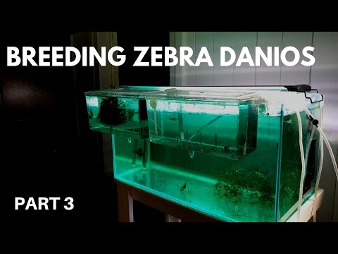 How to Breed Zebra Danios: Raising the Fry (Part 3)