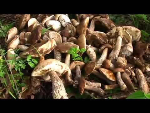 Секреты сбора белых грибов или весенние грибы 2 часть