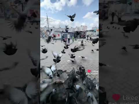 видео не моё #реки #мем #чеписать #дуэт #хзчтоснимать #memes #мемас #мемы #funny #юмор