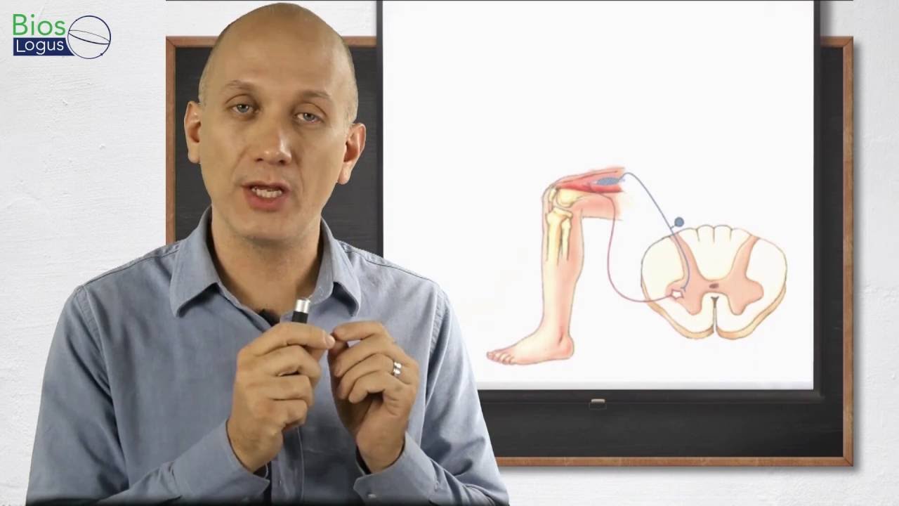 Reflexo Miotático (Reflexo Patelar) - VideoAula de Anatomia e Fisiologia