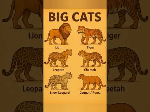 🐆Top 6 Most Powerful Big Cats in the World 🐆 | Lions, Tigers, Jaguars & More”🐆#leopard#tiger#lion🐆