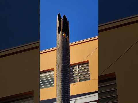 Araras do Calçadão no Centro de Frutal Minas gerais