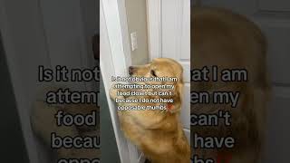 Who thinks I deserve to be fed ON TIME?! #funnydogstory #funnydog #dogvoiceover #funnydogvideos