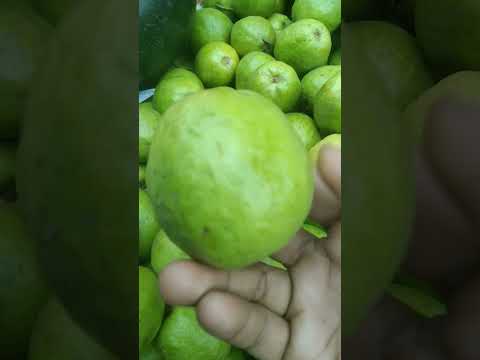 Guava 🌟🌟Guava fruit #fruit #guava #guavafruit #allahmohan #subhanallah