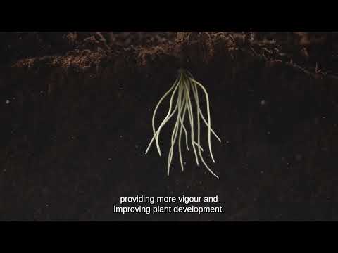 Stingray 25：作物生長和生產力的助推器 (Stingray 25: a booster of crop growth and productivity)