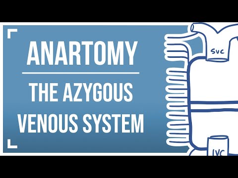 Drawing the Azygous Venous System