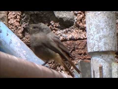 download lagu mp3 mp4 Zwarte Roodstaart Jong, download lagu Zwarte Roodstaart Jong gratis, unduh video klip Zwarte Roodstaart Jong