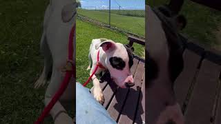 Video preview image #1 American Bulldog-Unknown Mix Puppy For Sale in Rootstown, OH, USA