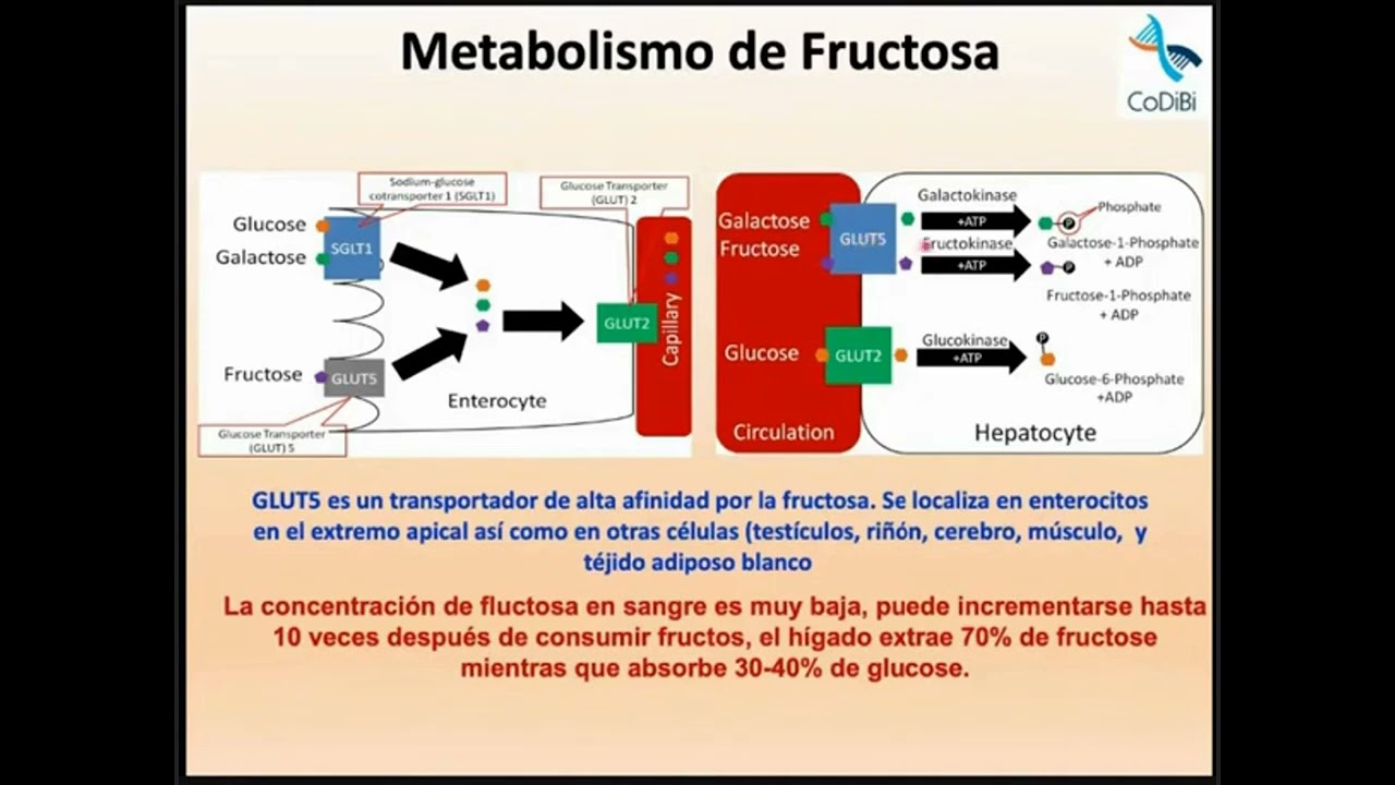 Sesión 20. Metabolismo de Fructosa