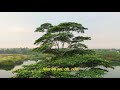 U2 - Shadows And Tall Trees / Saturday Matinee (Legendado em Português)