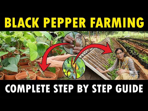 , title : 'Black Pepper Farming Guide | Black Pepper Varieties, Propagation, Planting and Plant Care'