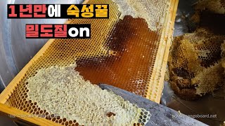 1년만에 돌아온 한번도 채밀안한 숙성꿀 채밀