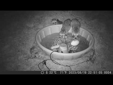 2023 0819 raccoon family suspicious of toy football