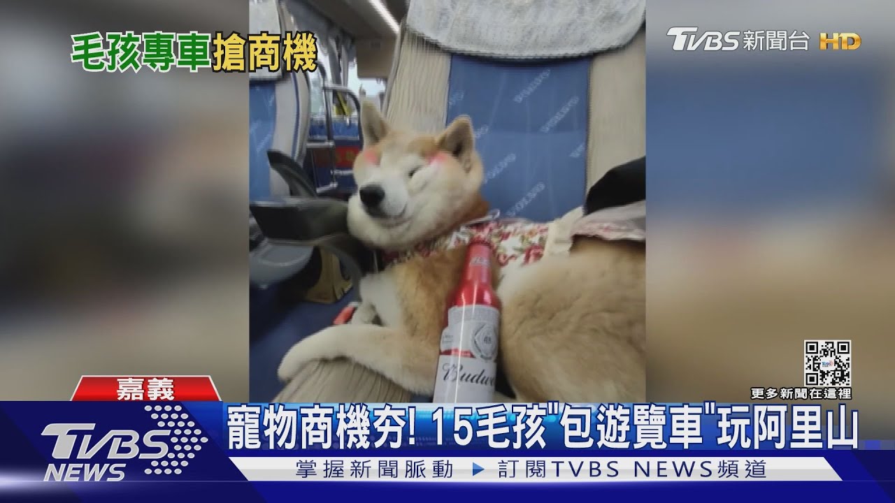 寵物商機夯!15毛孩「包遊覽車」玩阿里山 三天兩夜1萬元