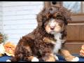 Mini Bernedoodle dogs for sale: Dax  - Video 1