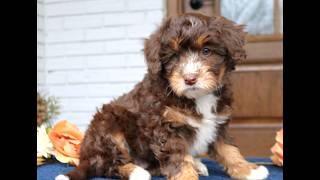 Video preview image #1 Bernedoodle (Miniature) Puppy For Sale in LANCASTER, PA, USA
